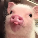 BWOM Pigs Group Thumbnail