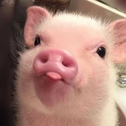 BWOM Pigs Roblox group icon