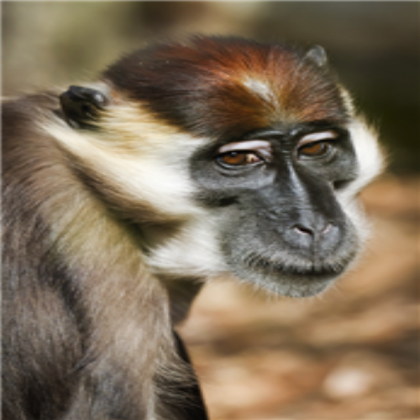 creepy monkey Roblox decal