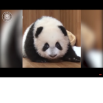 Discussion Group/The Panda Pack