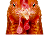 Chiken army SHALL DESTROY