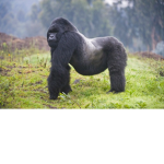 Ape strong together