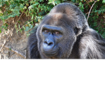 U.S. Monke Army