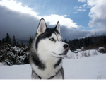 the mountin huskyz