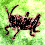 Groundbeef Grasshopper and The Ants