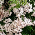 Jasmine Flower