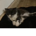 Ronnie cat