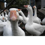 devchris' group of geese