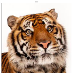 Tiger Fan Club 2!