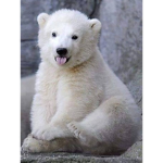 Polar Bear HQ