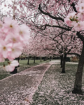 Sky's Blossoms