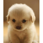 Animales :3