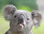 Koala Developer