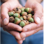 The Acorn Club