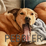 PEBBLER