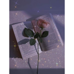•roses daydream•