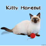 Kitty Hangout!!