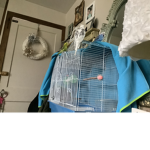 Cooper (the Parakeet) Fan Club