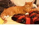 Time for cats