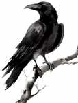 The Avians Syndicate