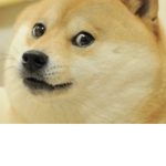 Doge SQUAD (meme alert)