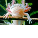 Axolotl City (Offical)