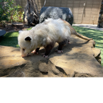 Possum friends