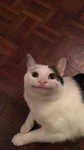 choco_cat