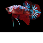 The fighting fishy’s