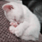 #CatTime