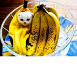 Hire Banana Cat