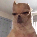 Orxnge Squxd