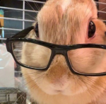 BunniiFam