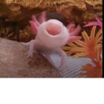 Team Axolotls!