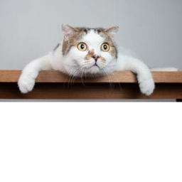 salto epico para gatos