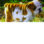 The Big Doggo Group