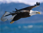 BLACK SHADOW EAGLES B.S.A