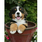 Dog people only >:3