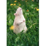 RAT GANG FOR RATS
