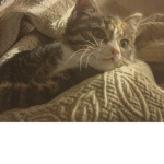 Caaaatttttttttttttts I Love cats