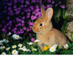 Bootiful Bunnies! <3