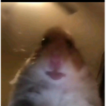 Hamstergang ,TT_suchtie473