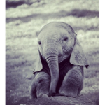 Cute Aesthetic Elephants :D