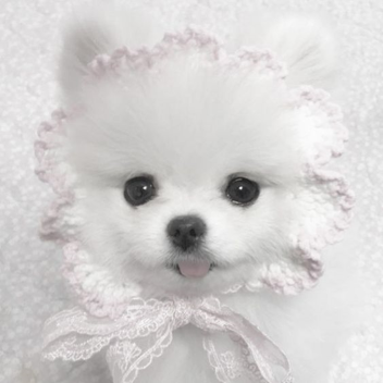 ♡꒰ fawndol's playroom ꒱♡