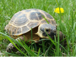Crazy Turtles (and tortoises)