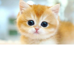 Cats are cute !