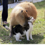 alpha capybara group