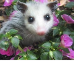 Le Possums