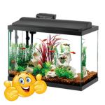 > <> fish bluds <> <