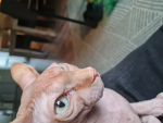 Cat Love! Welcome i love cats